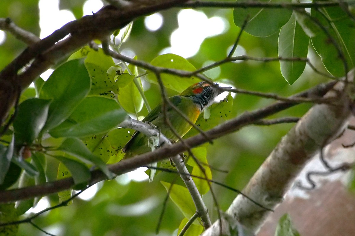 Blue-eared Barbet - ML646447426