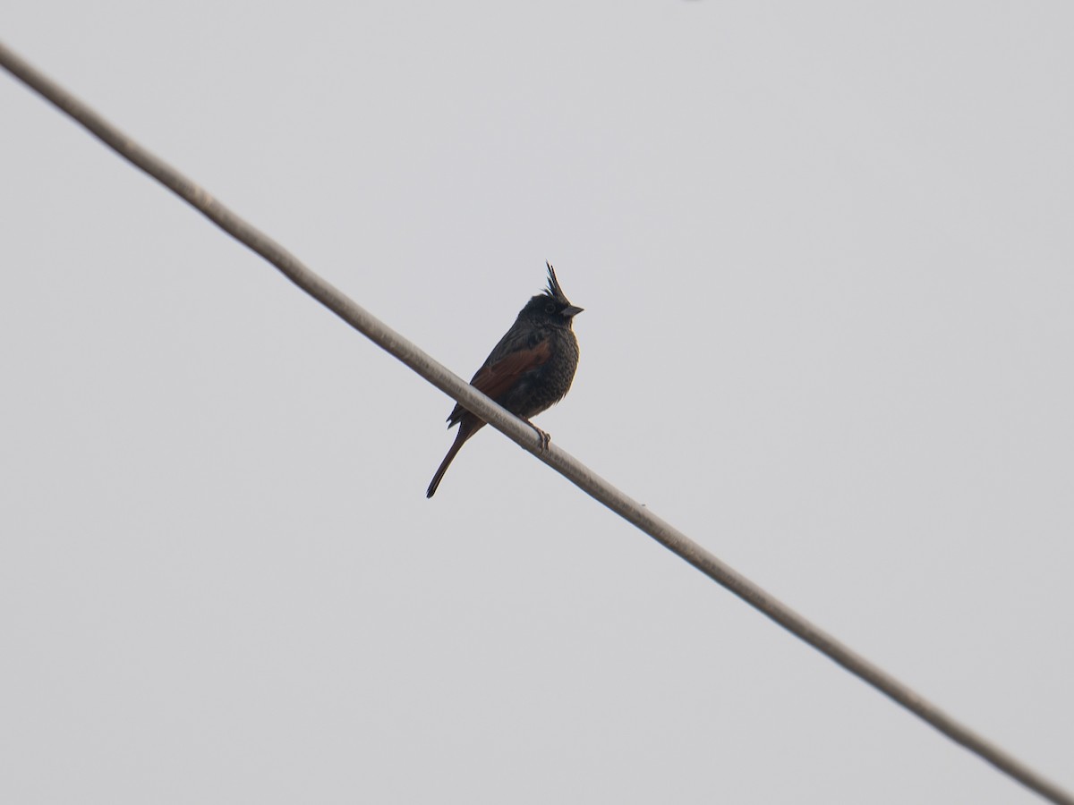 Crested Bunting - ML646447430