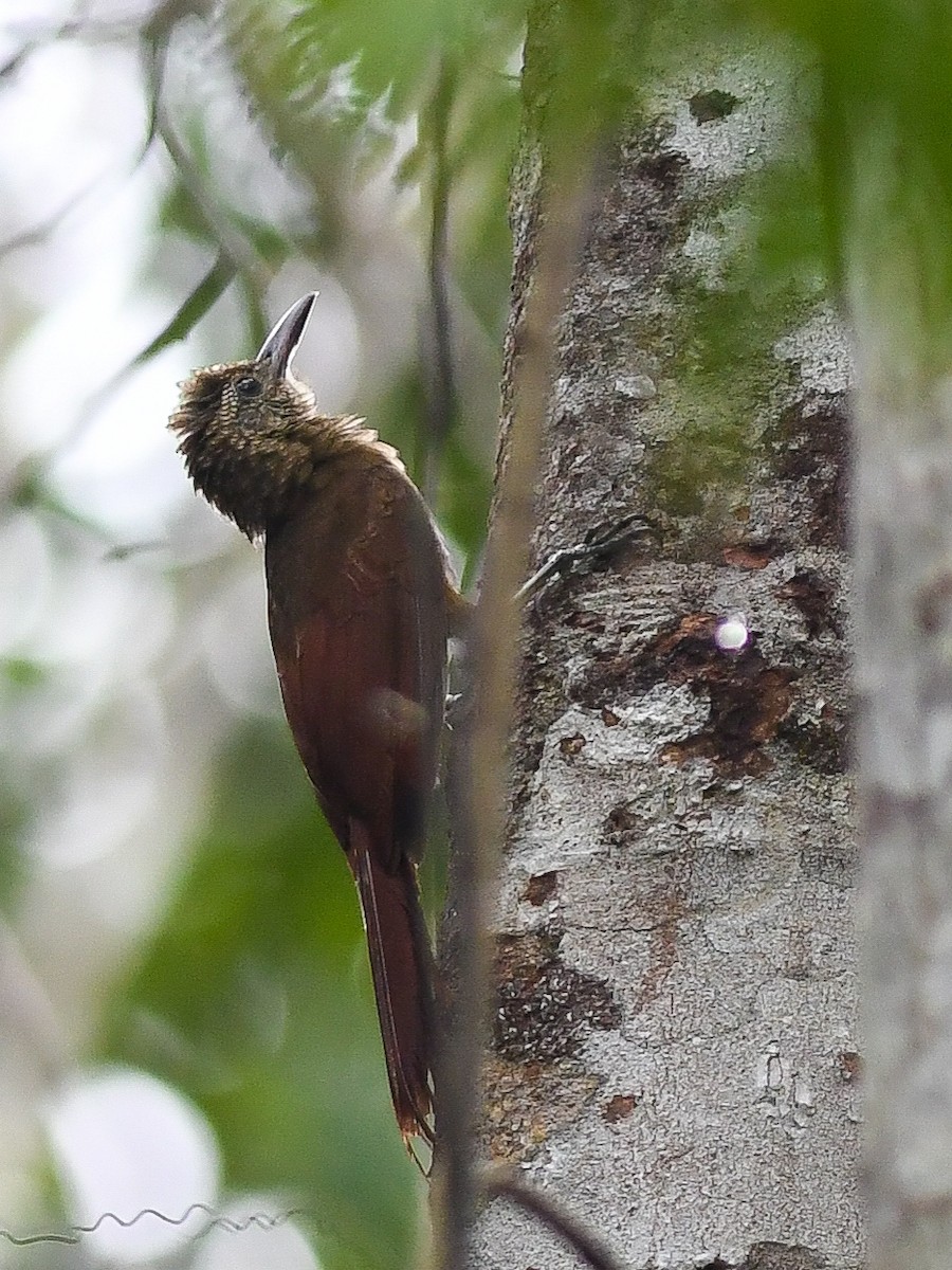 Amazonian Barred-Woodcreeper (Todd's) - ML646447434