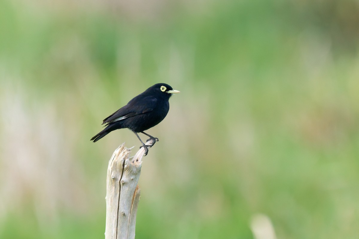 Spectacled Tyrant - ML646447436
