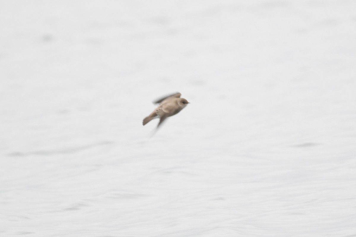 Northern Rough-winged Swallow - ML646447440