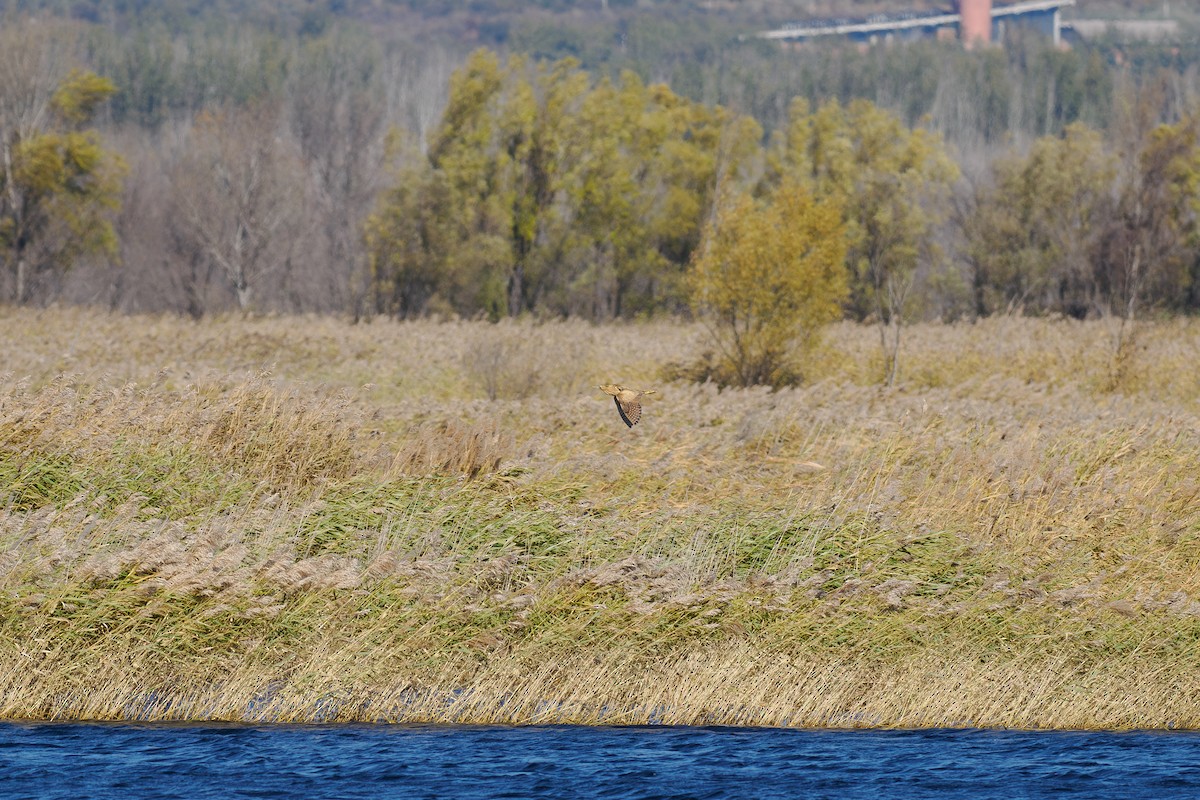 Eurasian Bittern - ML646447441