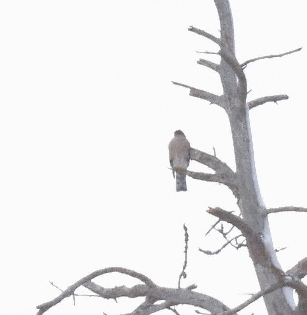 Sharp-shinned Hawk - ML646447442