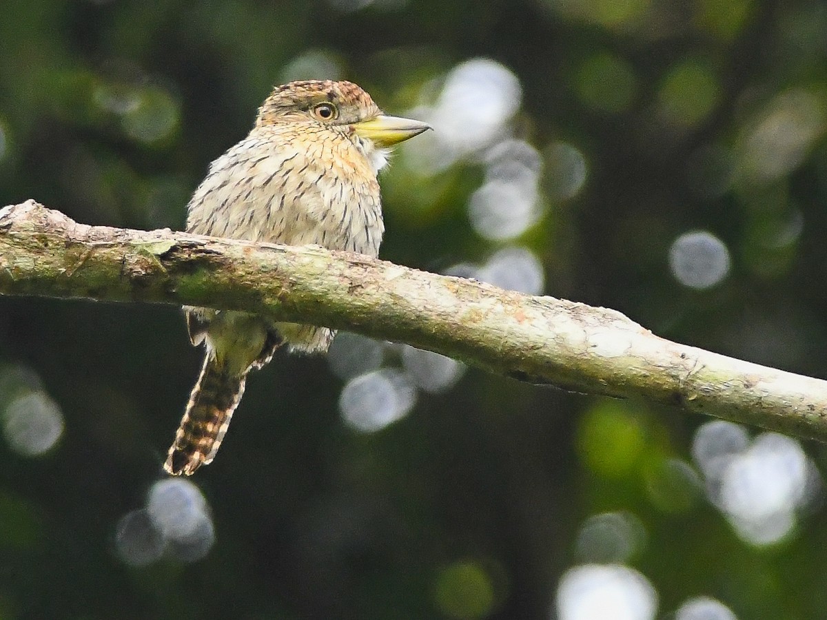 Eastern Striolated-Puffbird (torridus) - ML646447443