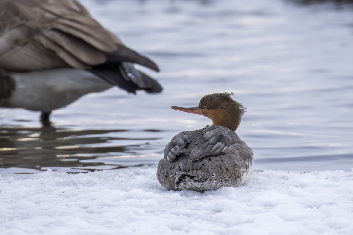 Red-breasted Merganser - ML646447444