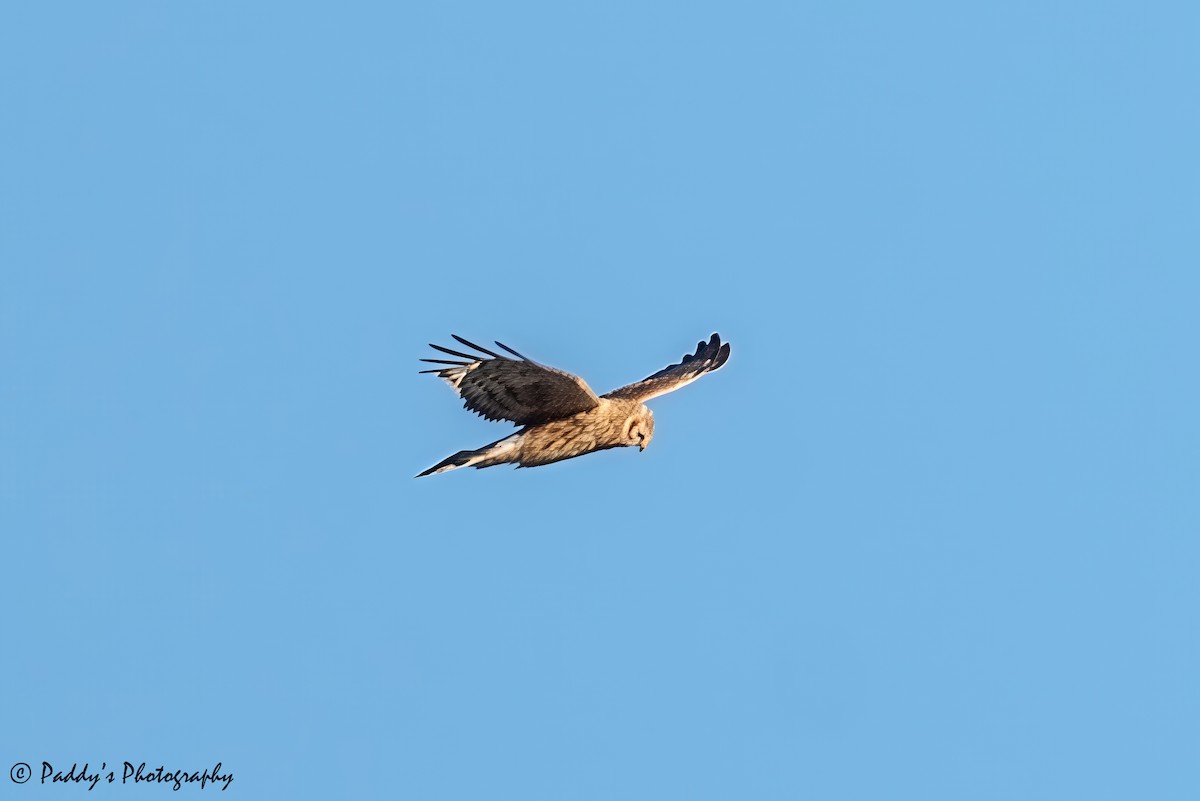 Полевой лунь - ML646447445