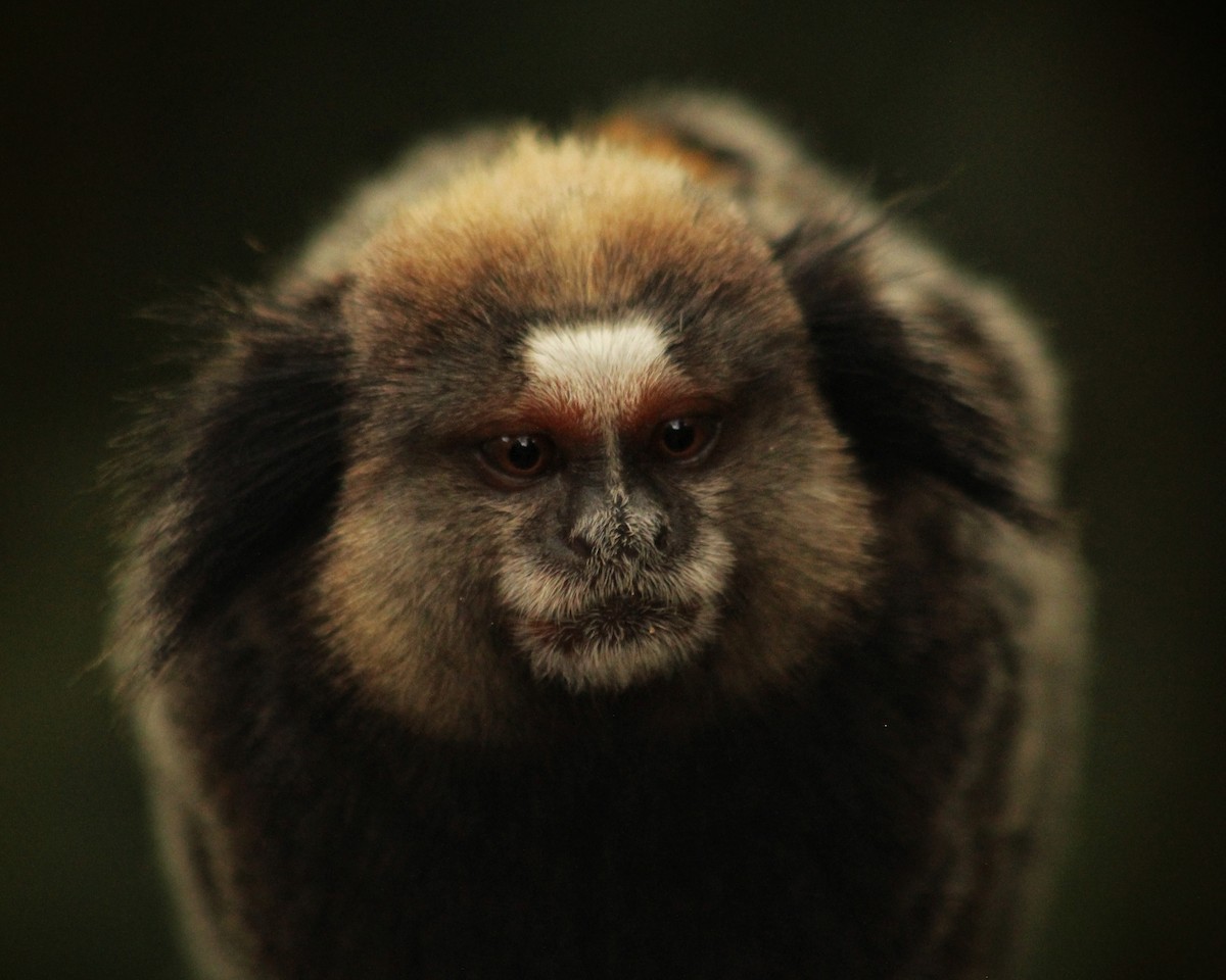 Atlantic Marmosets - ML646447447