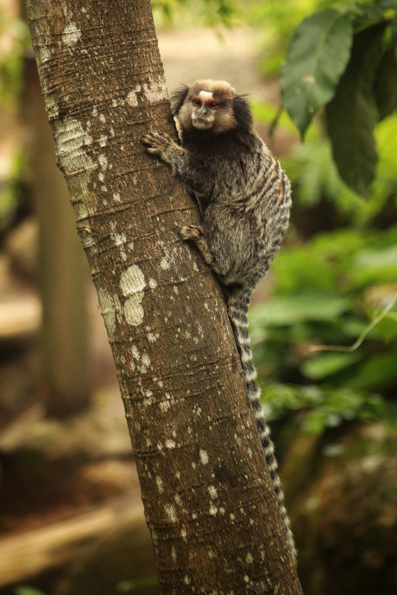 Atlantic Marmosets - ML646447450