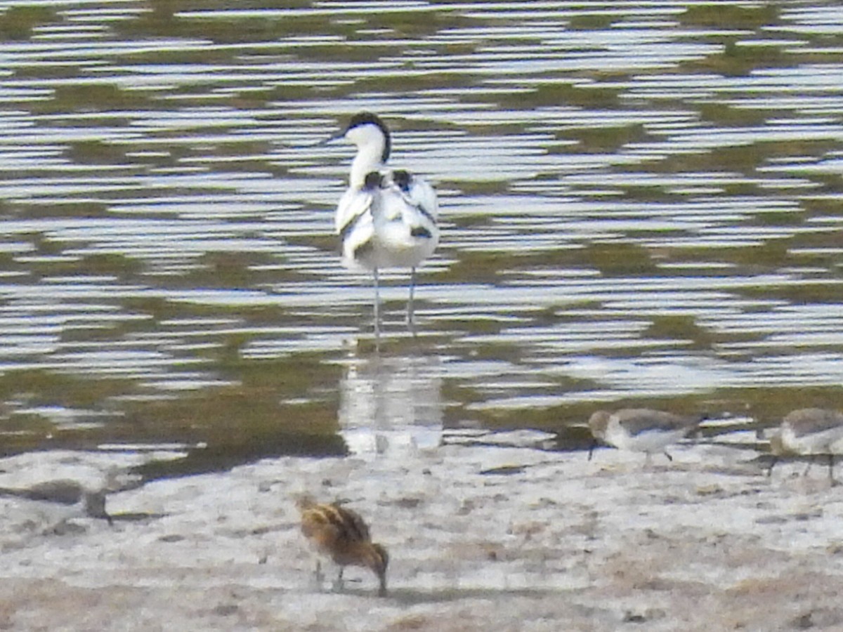 Pied Avocet - ML646447454