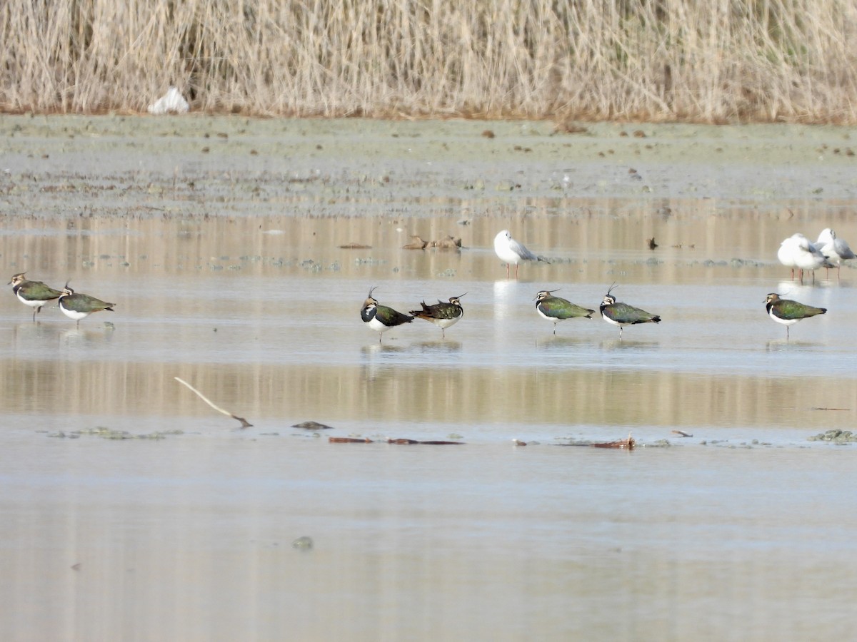 Northern Lapwing - ML646447455