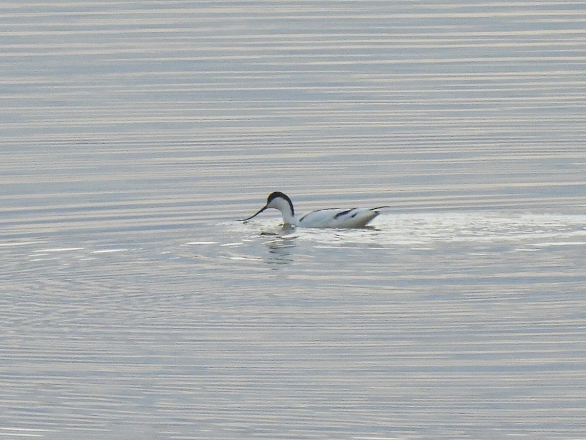 Pied Avocet - ML646447456