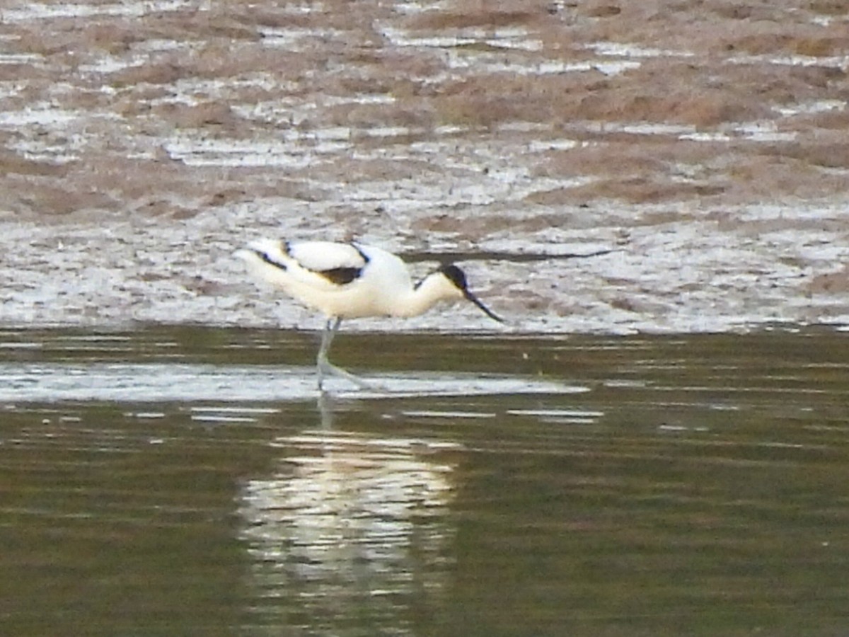 Pied Avocet - ML646447457