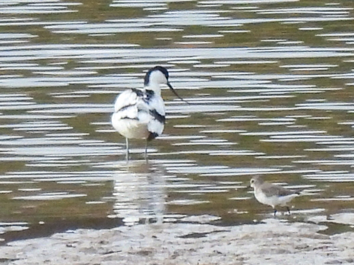 Pied Avocet - ML646447458