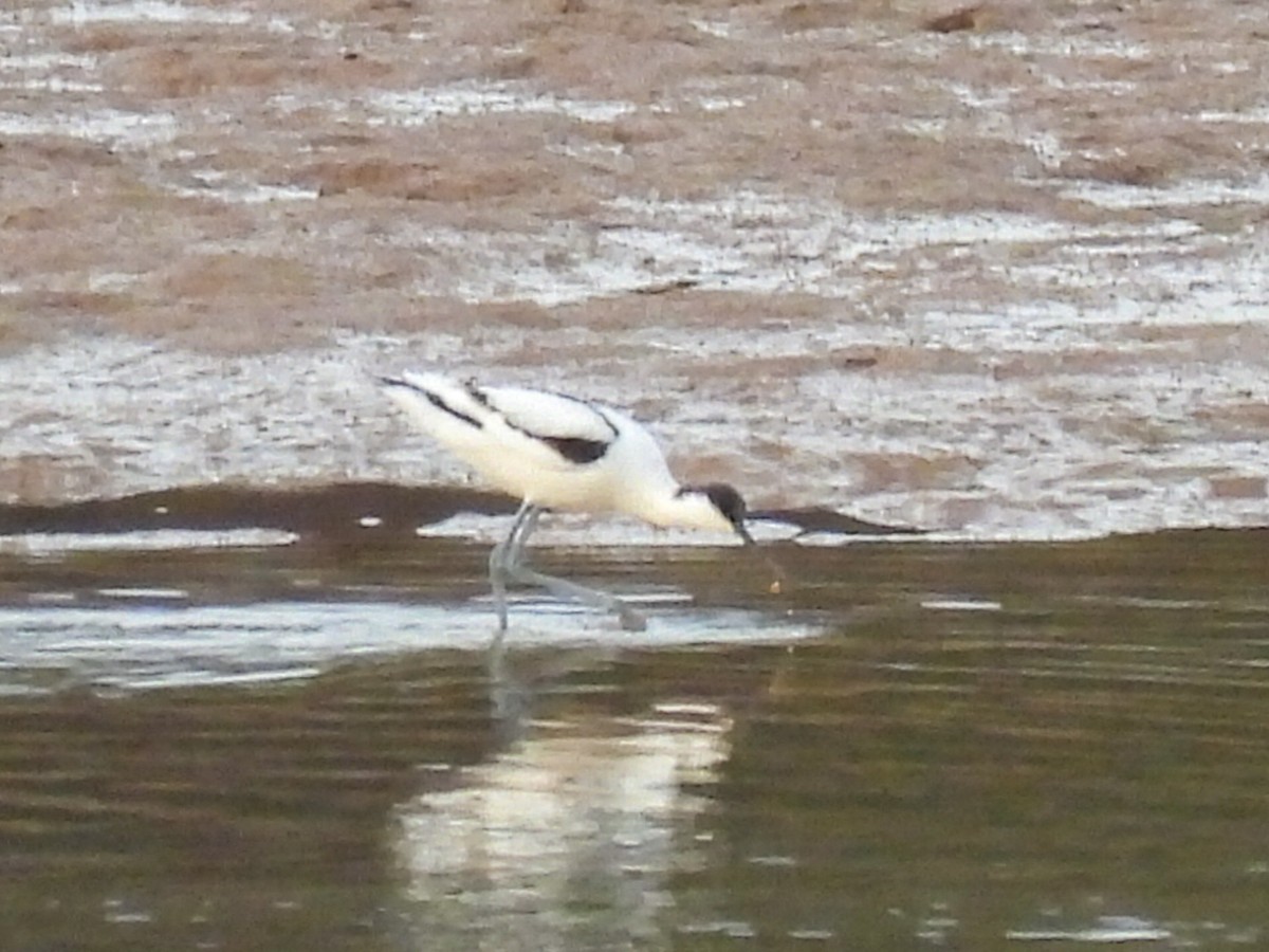 Pied Avocet - ML646447459