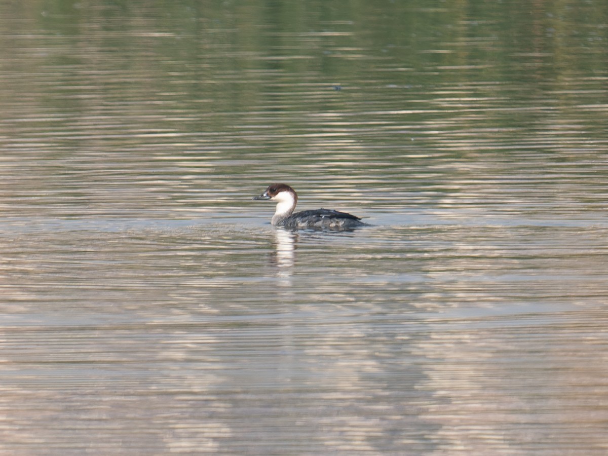 Smew - ML646447460