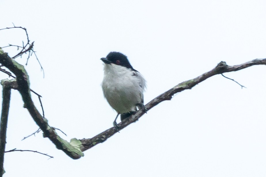 Black-backed Puffback (White-winged) - ML646447461