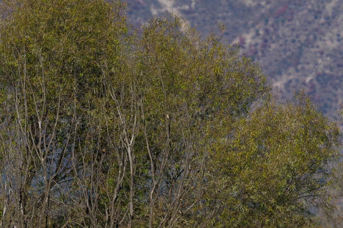 Chinese Penduline-Tit - ML646447462