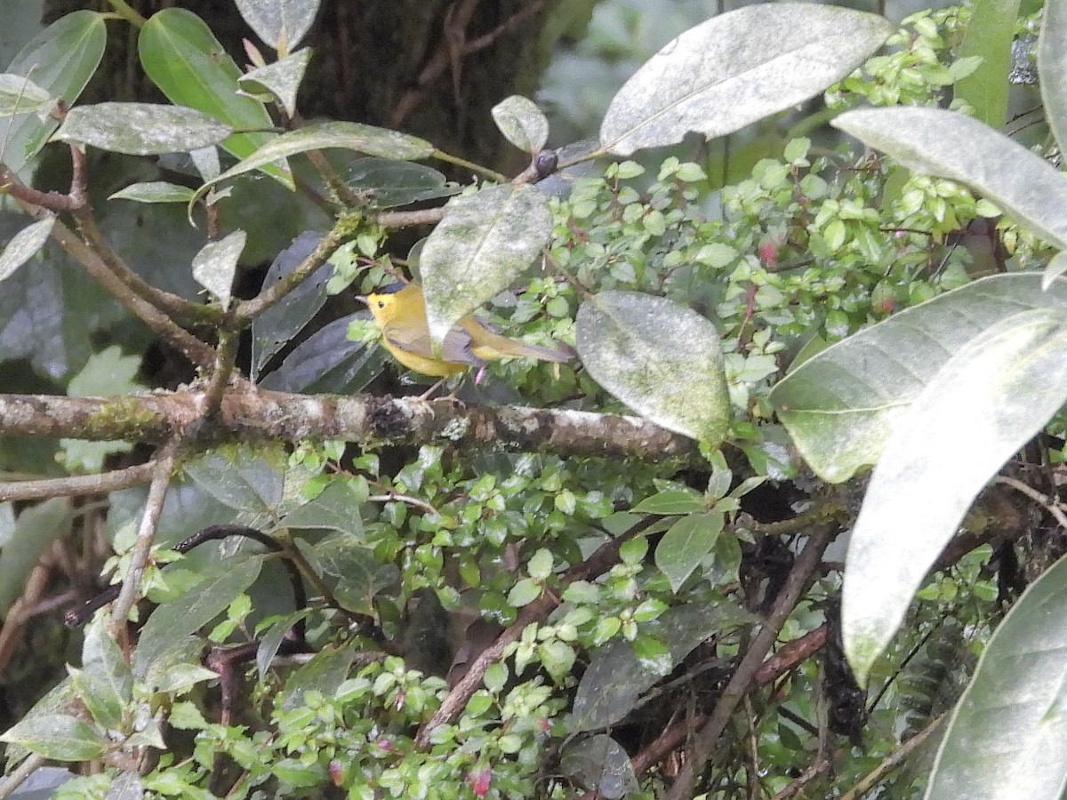 Wilson's Warbler - ML646447464