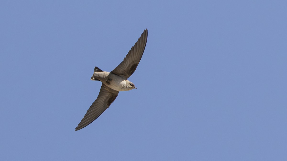 Pale Crag-Martin - ML646447466