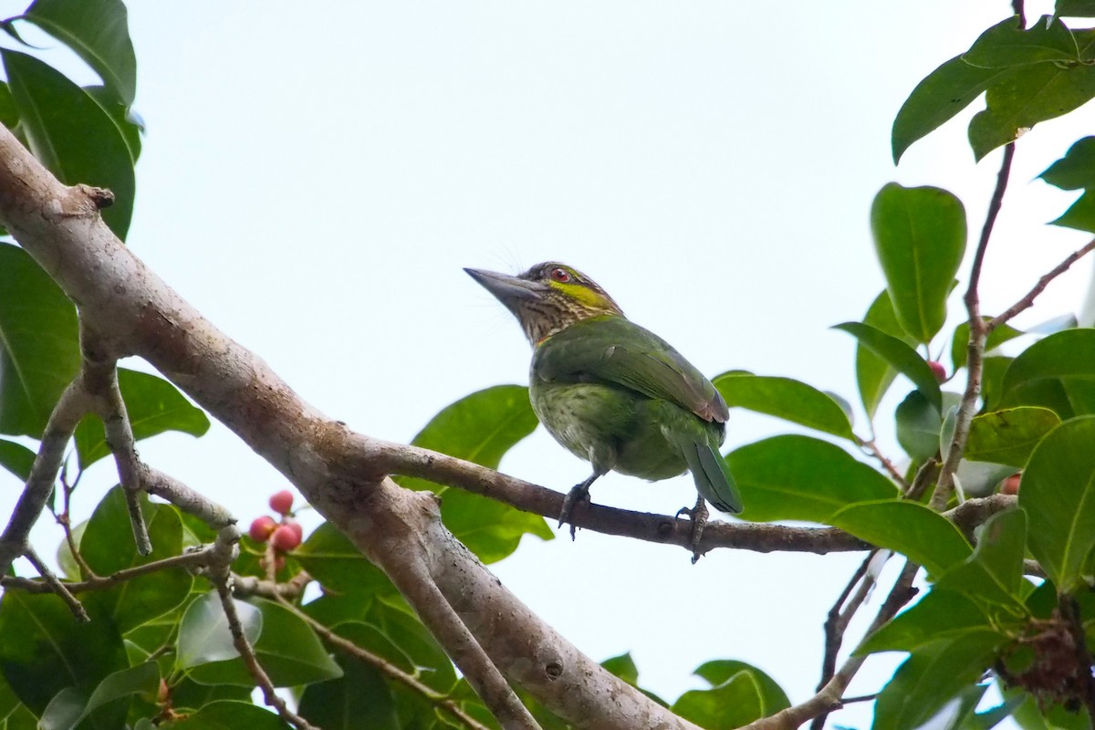 Green-eared Barbet - ML646447467