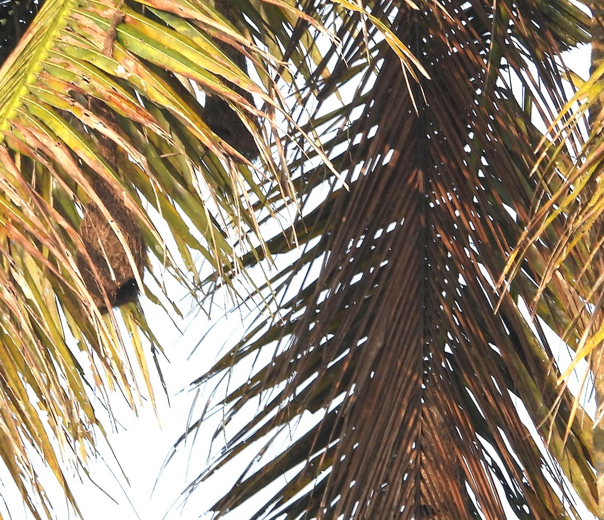 Baya Weaver - ML646447468