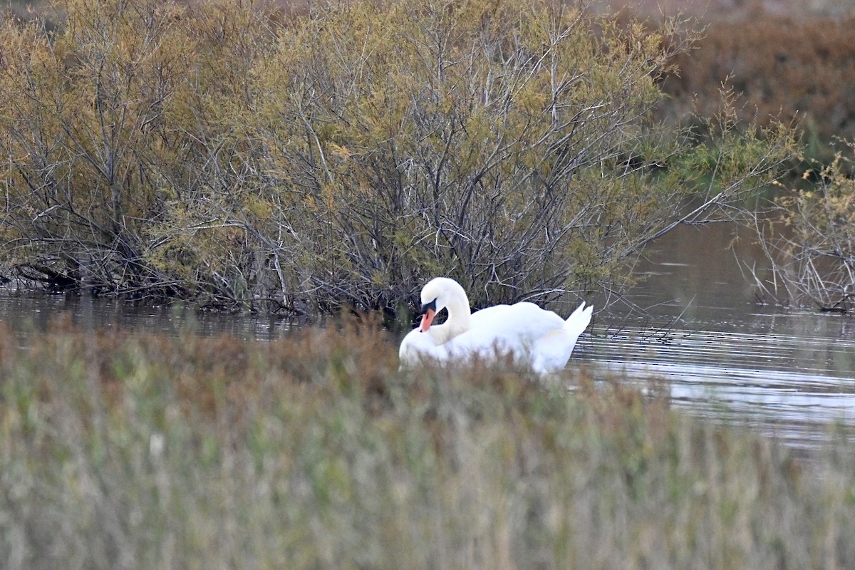 Mute Swan - ML646447469