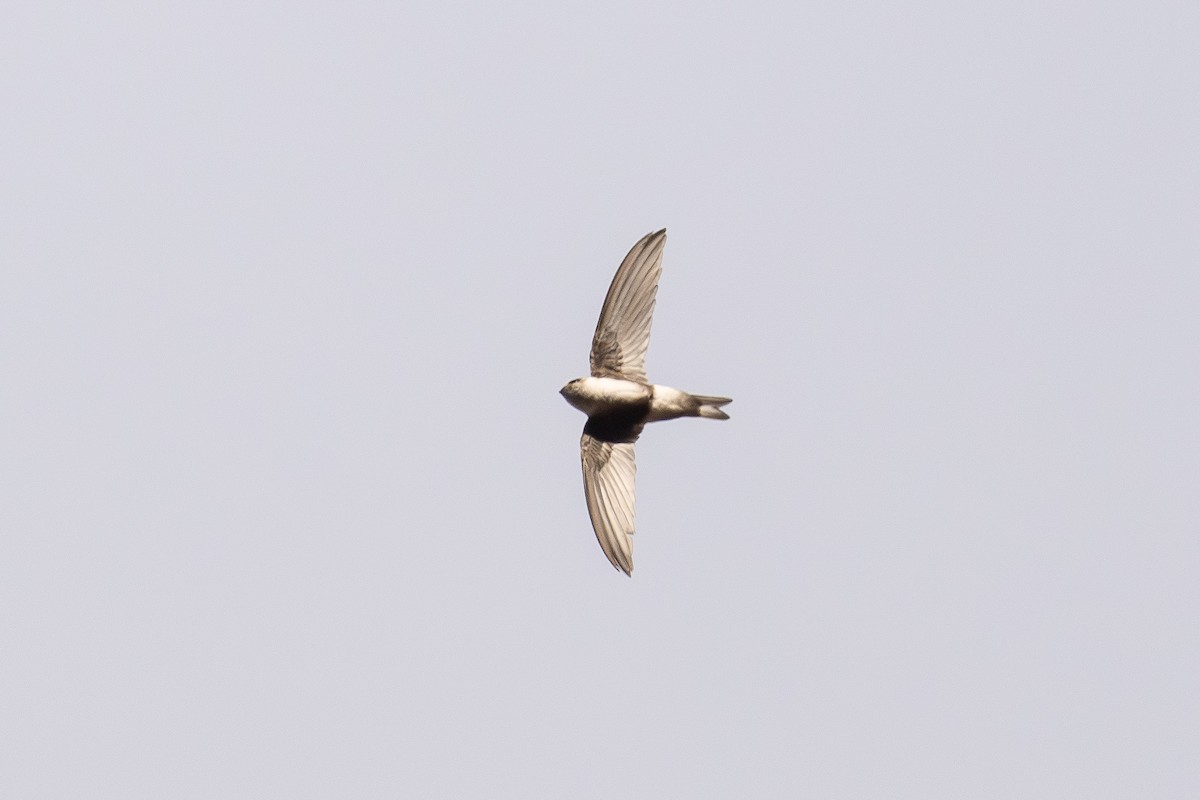 Andean Swift - ML646447470