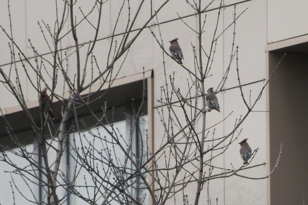 Bohemian Waxwing - ML646447473