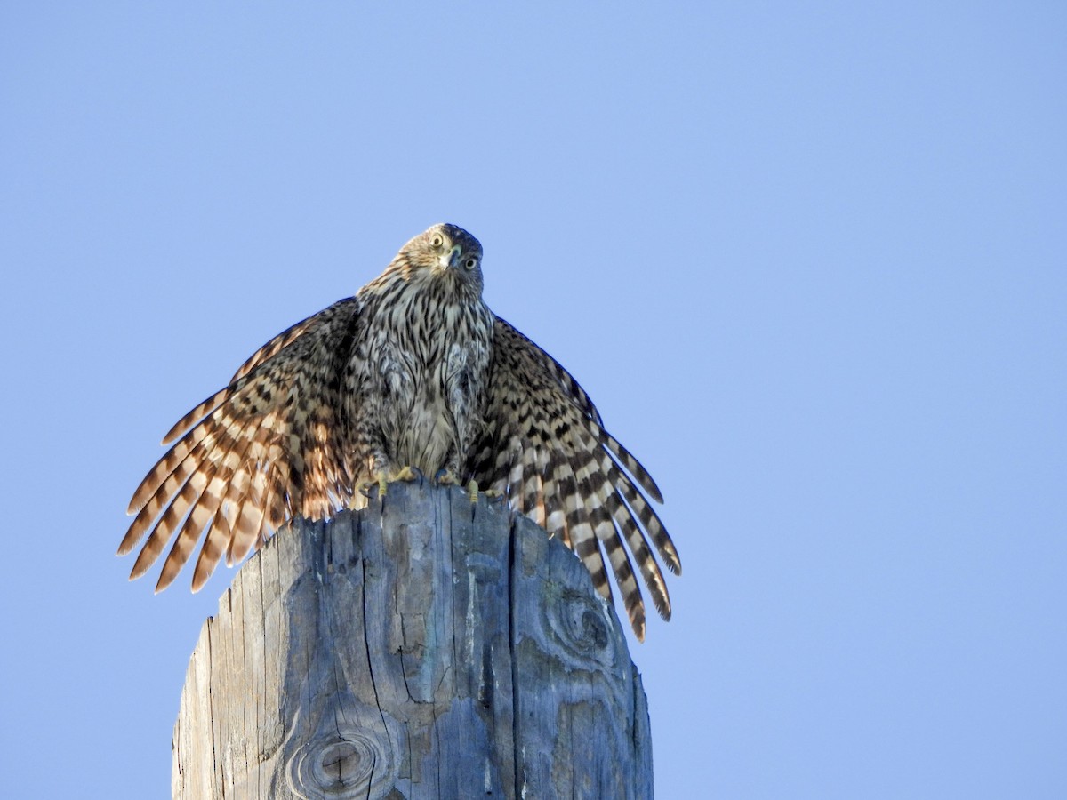 Cooper's Hawk - ML646447474