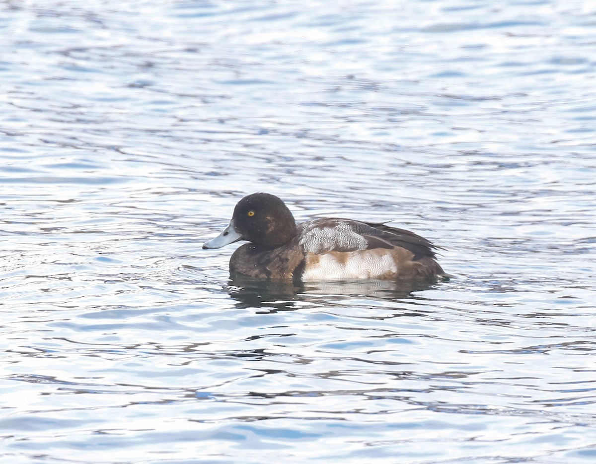 Greater Scaup - ML646447475
