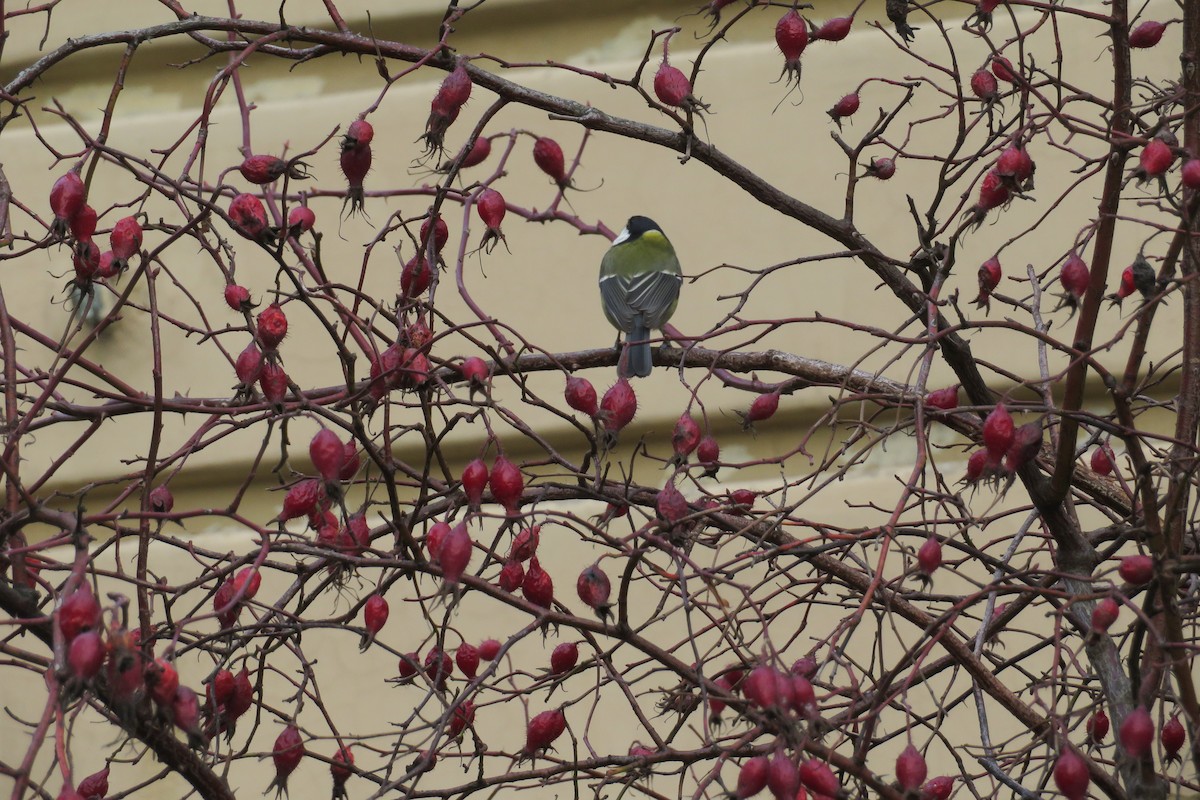 Great Tit - ML646447476