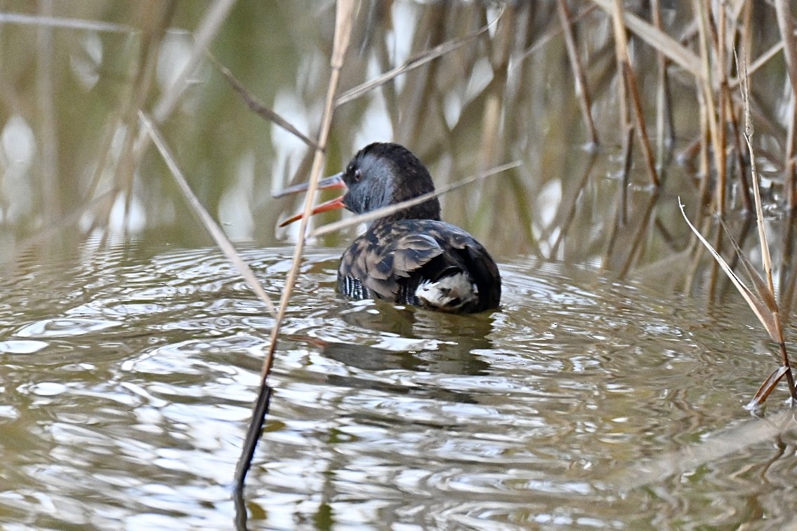Water Rail - ML646447477