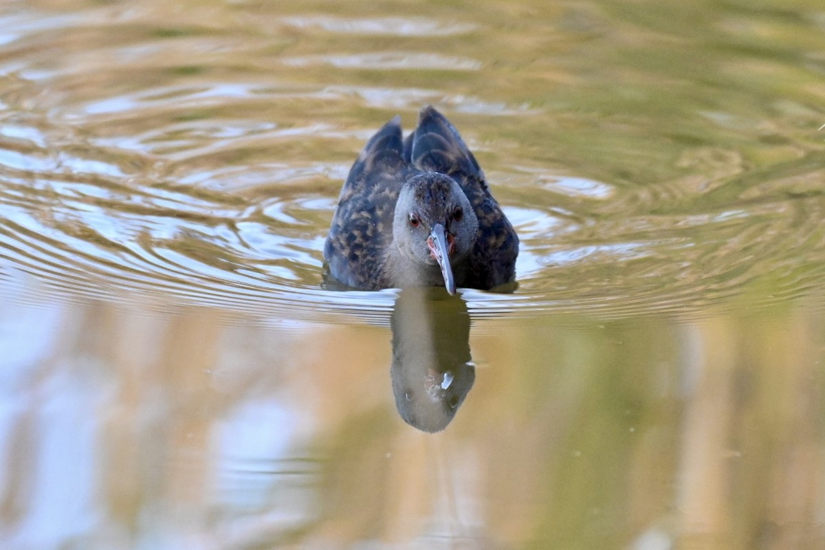 Water Rail - ML646447478