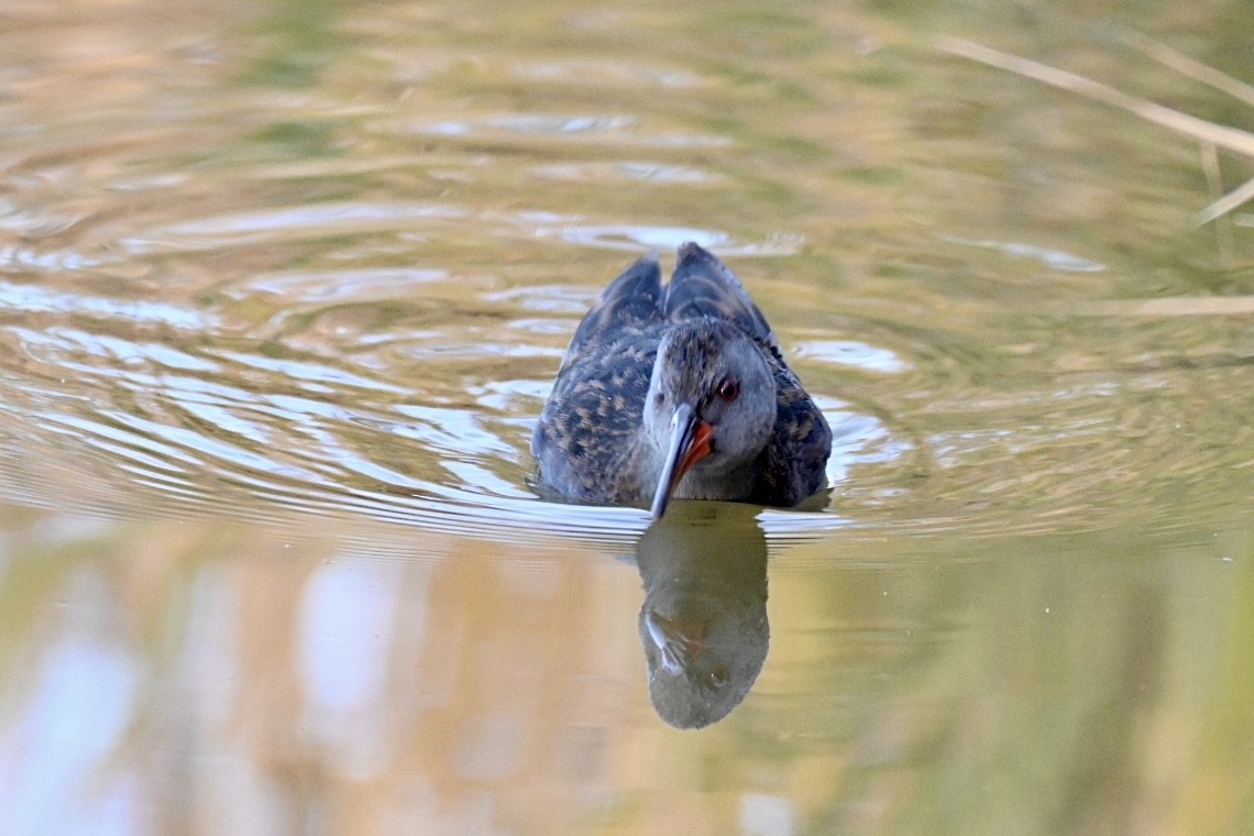 Water Rail - ML646447479