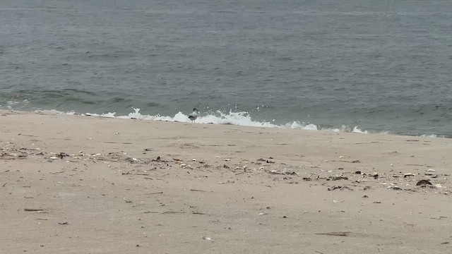 Little Gull - ML646447480