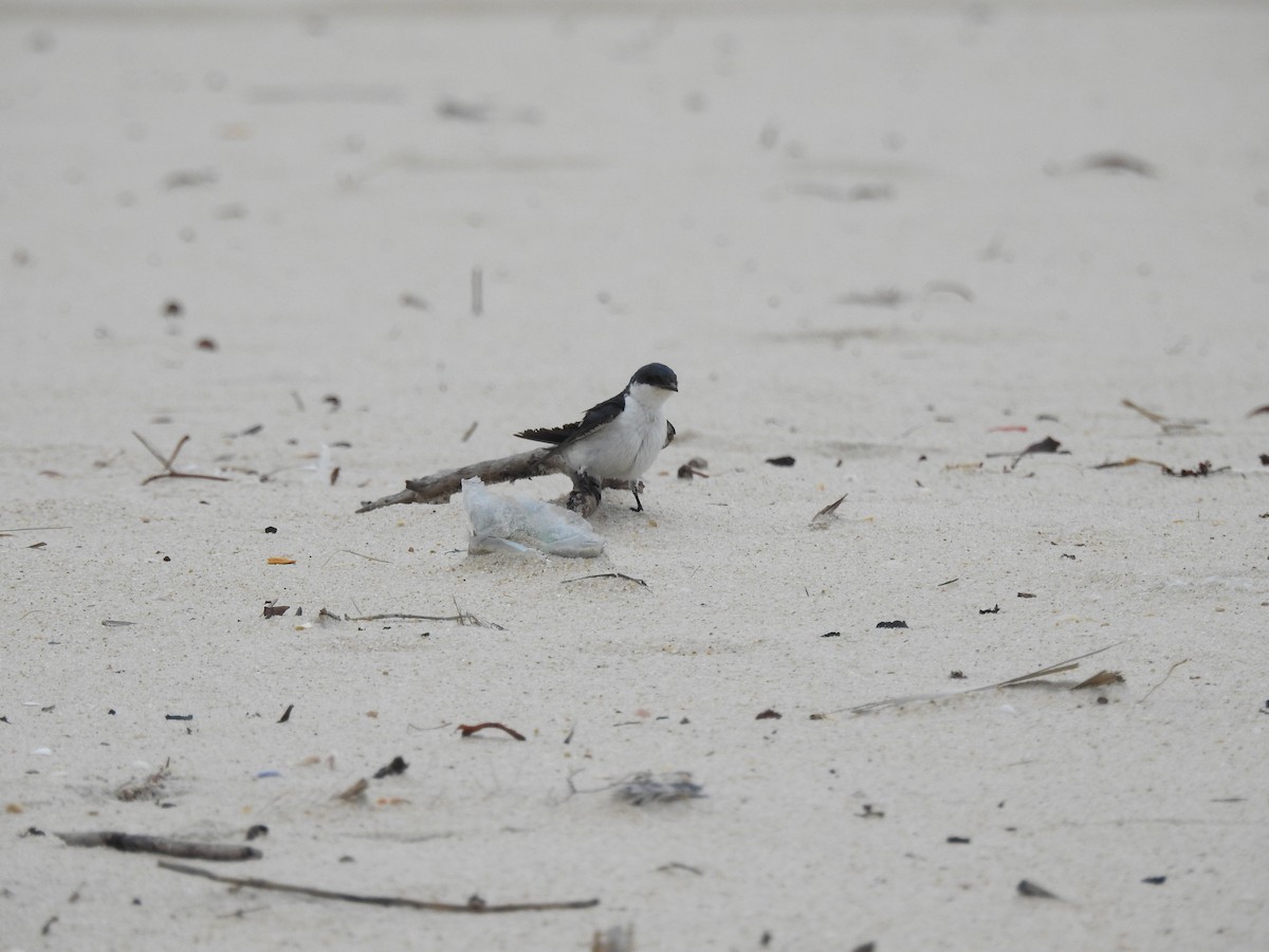 White-winged Swallow - ML646447483