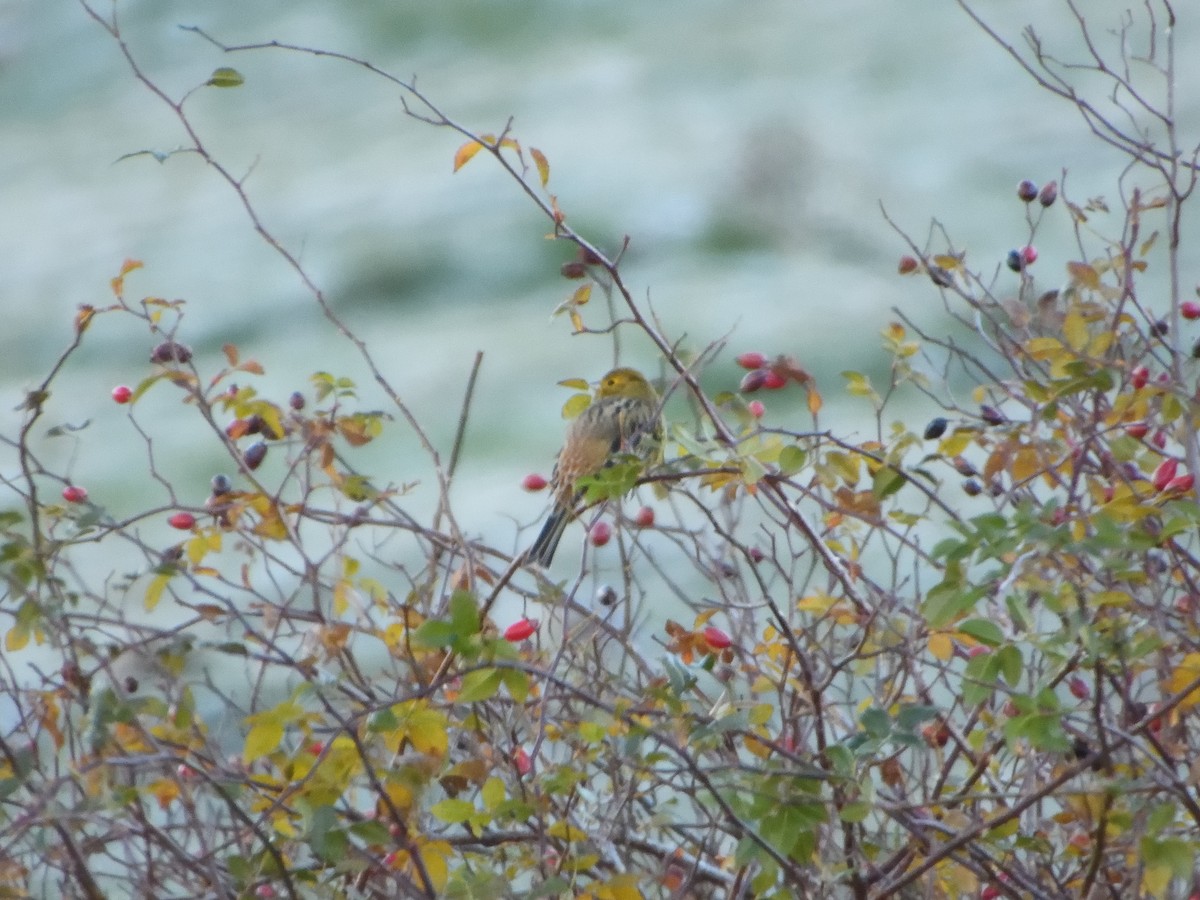 Yellowhammer - ML646447484