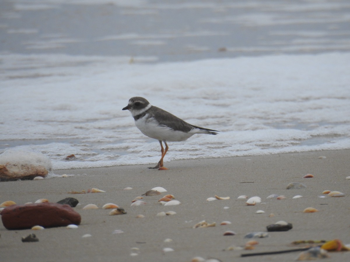 Semipalmated Plover - ML646447486