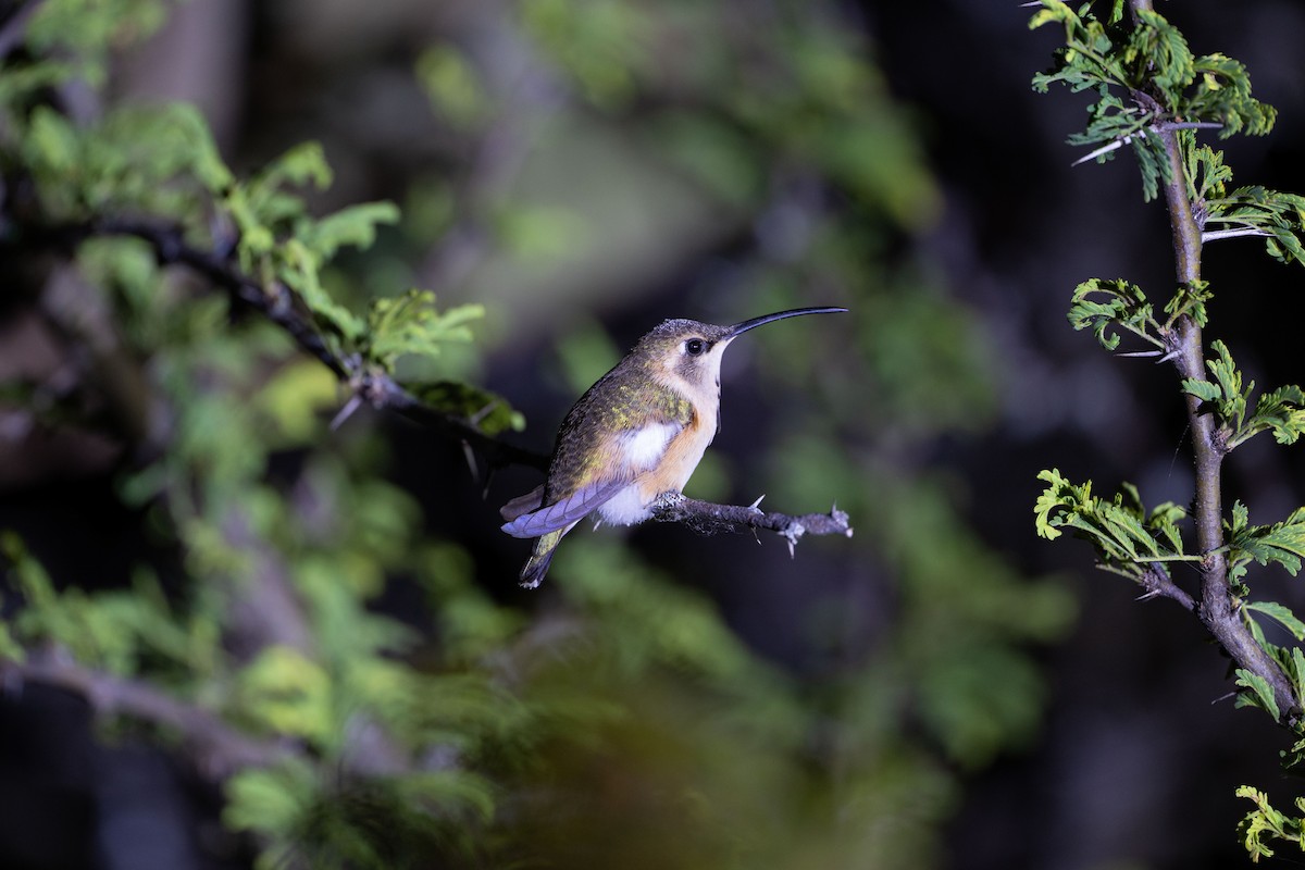 Lucifer Hummingbird - ML646447488