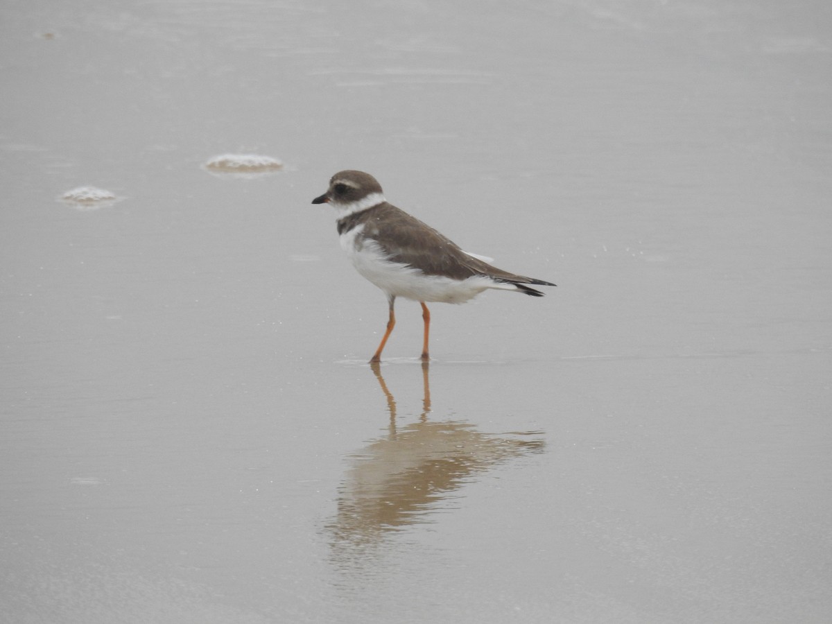 Semipalmated Plover - ML646447489
