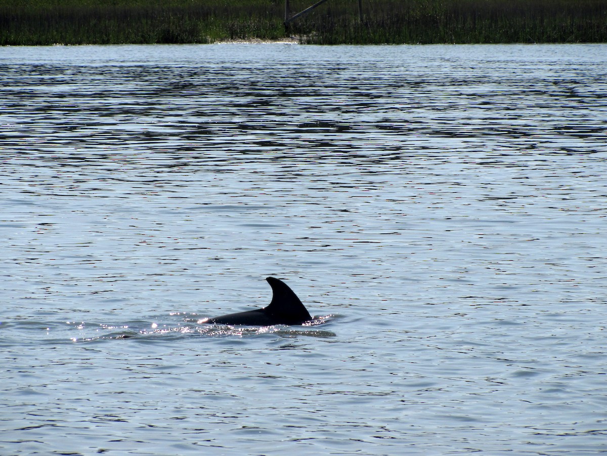 Tursiope - ML646447501