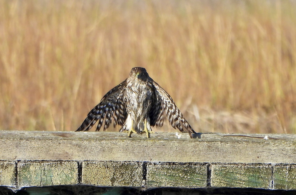 Cooper's Hawk - ML646447505