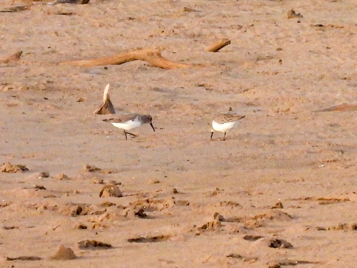 黑腹濱鷸 - ML646447510