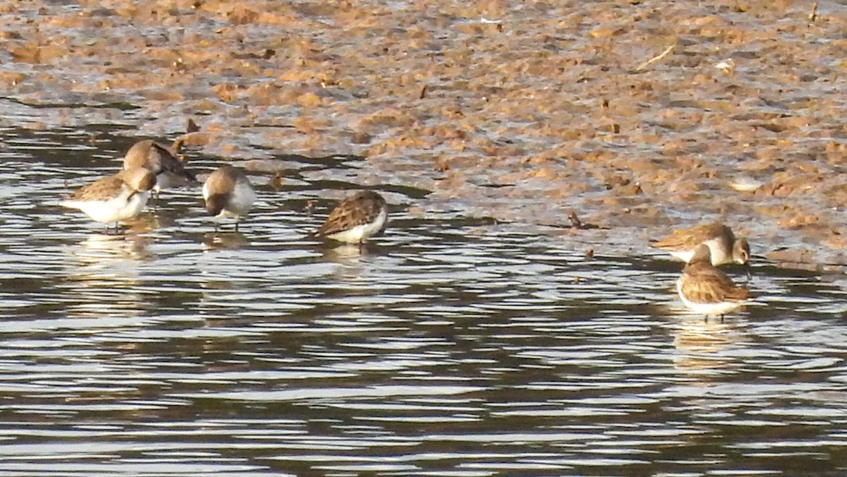 黑腹濱鷸 - ML646447514