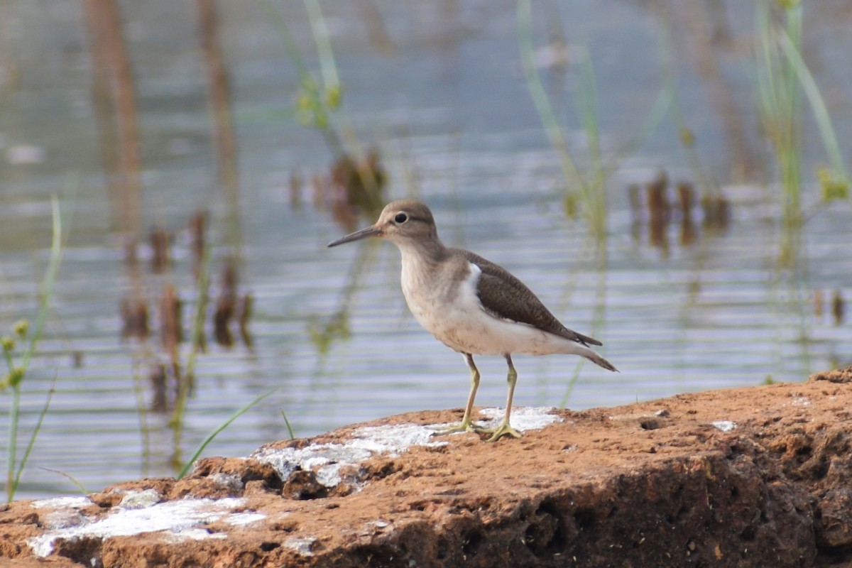 Common Sandpiper - ML646447516