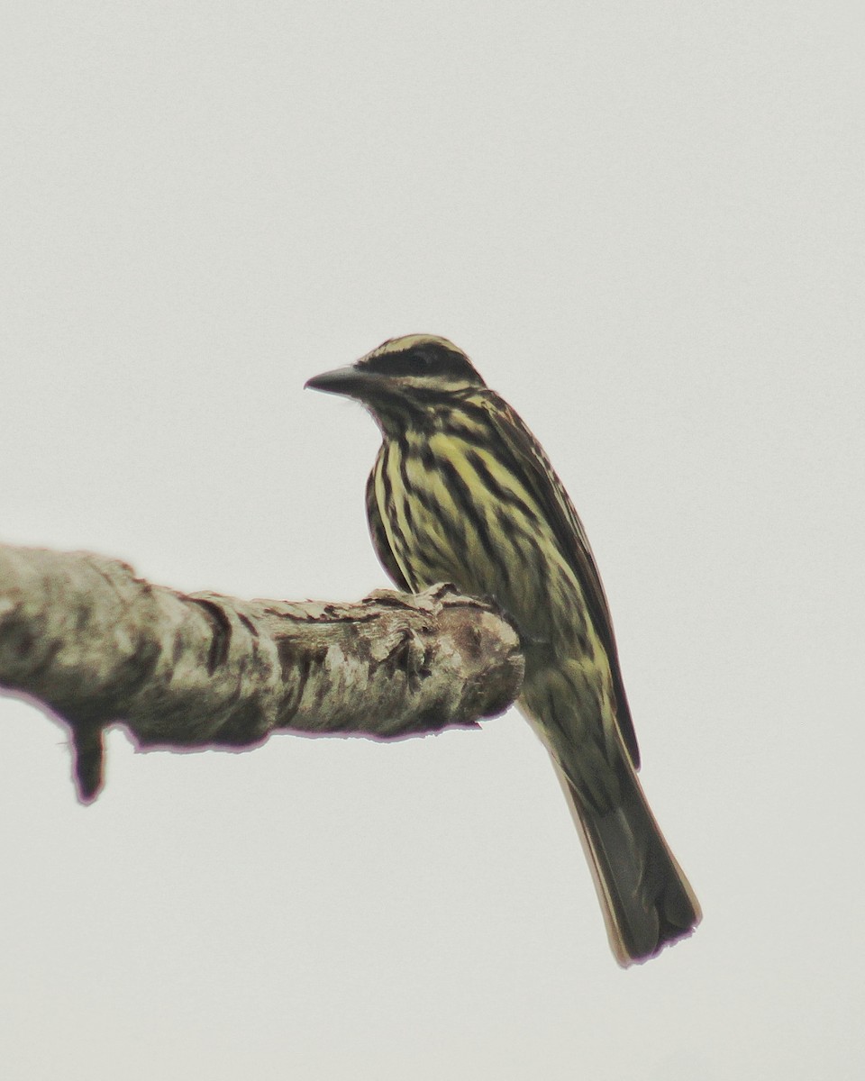 Tyran audacieux - ML646447517