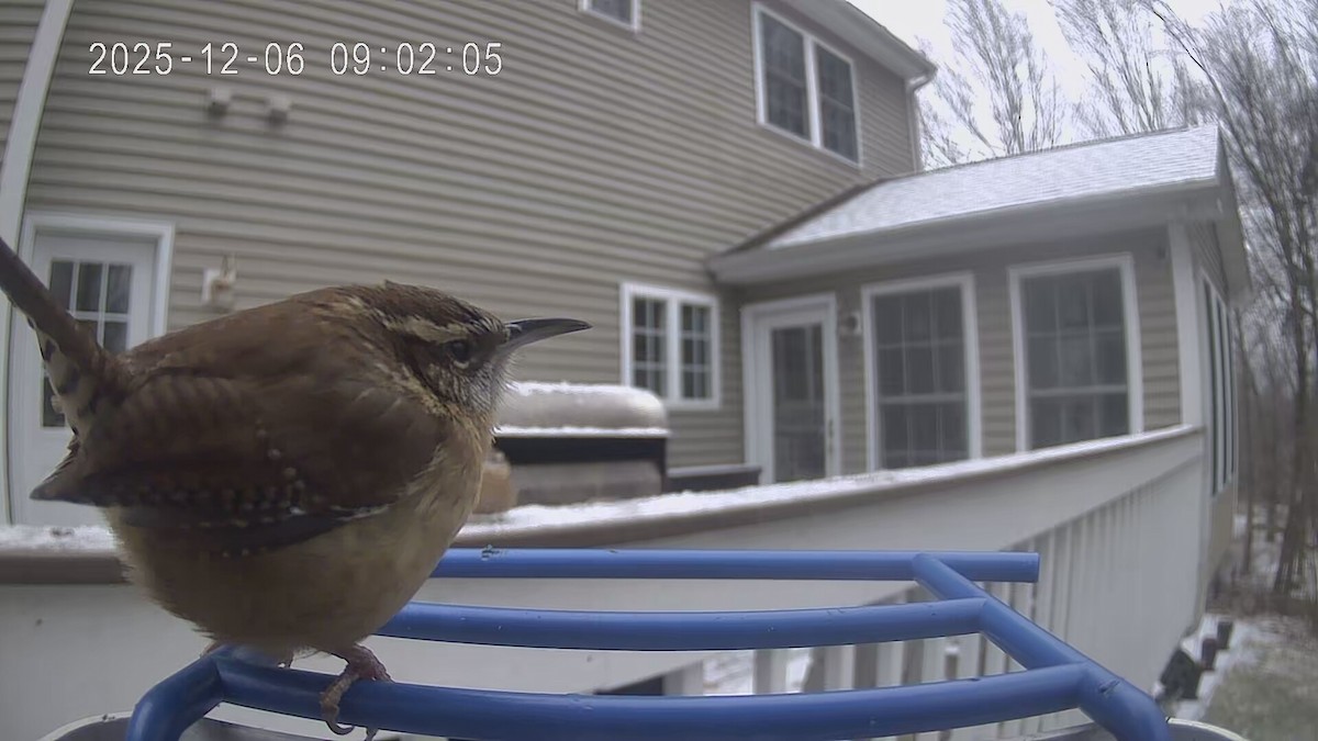 Carolina Wren - ML646447518