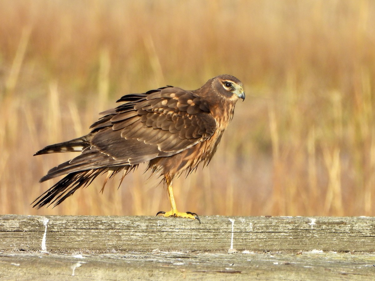 Northern Harrier - ML646447520