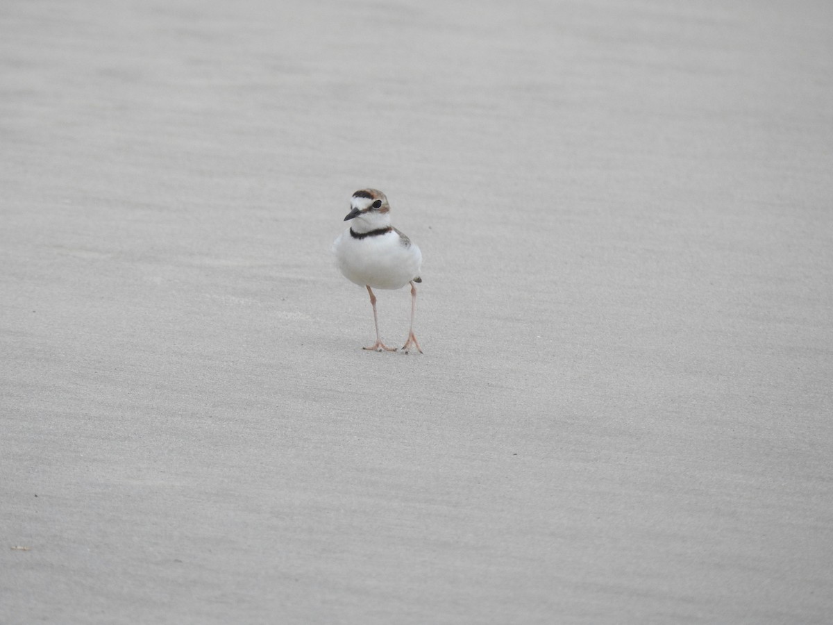 Collared Plover - ML646447523