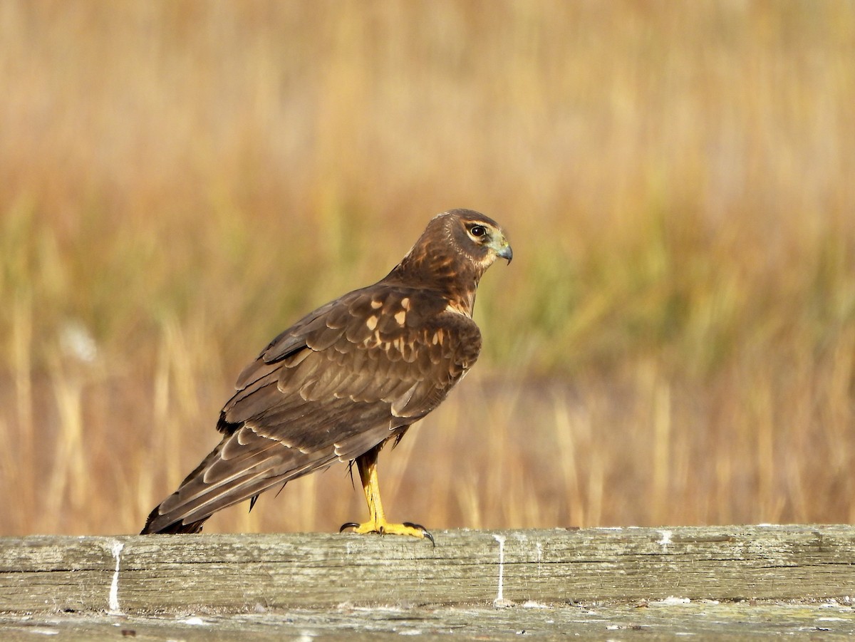 Northern Harrier - ML646447524